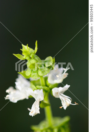 Close-up photography of neat and pretty white basil and herb flowers on a black background using a macro lens. Close-up photography of neat and pretty white basil and herb flowers on a black background using a macro lens. 99803445