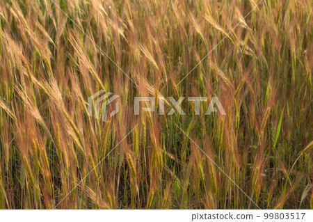 Wheat ears in sunlight, sunset on the field Wheat ears in sunlight, sunset on the field 99803517