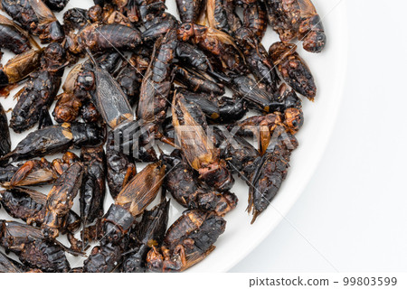 Edible cricket_Insect food_SDGs_Dried Futahoshi cricket Edible cricket_Insect food_SDGs_Dried Futahoshi cricket 99803599