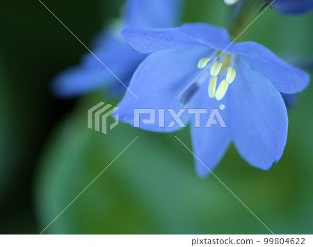 Mizuaoi blooming in September 99804622