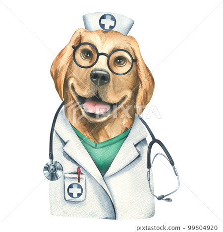 Portrait of a golden retriever dog in a doctor's costume. Watercolor illustration. An isolated object from the VETERINARY collection. For the design and design of advertising clinics, pharmacies. Portrait of a golden retriever dog in a doctor's costume. Watercolor illustration. An isolated object from the VETERINARY collection. For the design and design of advertising clinics, pharmacies. 99804920