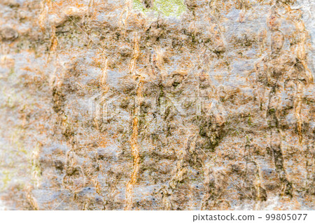 [Natural material] Beech tree bark [Nagano Prefecture] 99805077