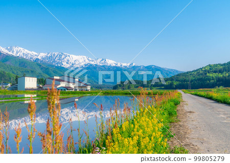 [Early summer material] Rice fields before rice planting in Hakuba Village and Northern Alps [Nagano Prefecture] 99805279