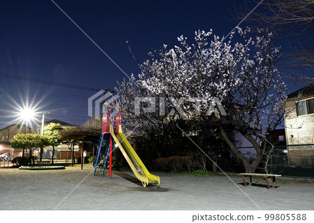 Night park and plum blossoms 99805588