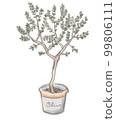 potted olive tree 99806111