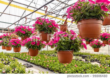 Pink petunias hanging Pink petunias hanging 99806480