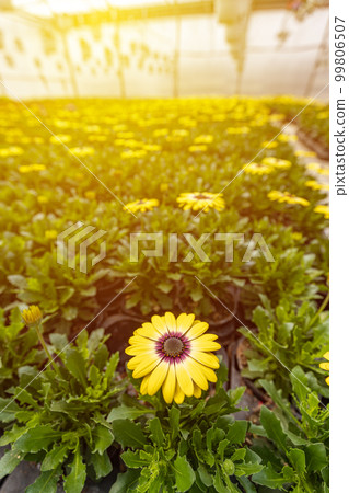 Cape marguerite or African daisy 99806507