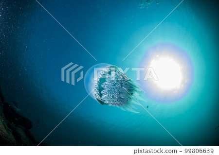 太陽水母 太陽水母 99806639