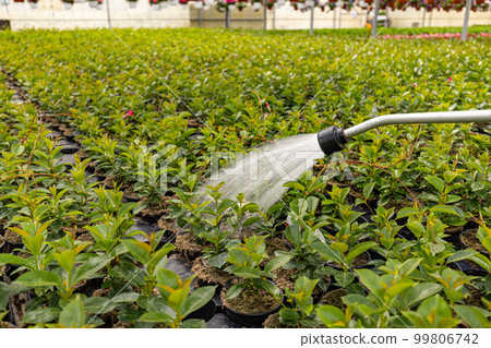 Watering flower plants 99806742