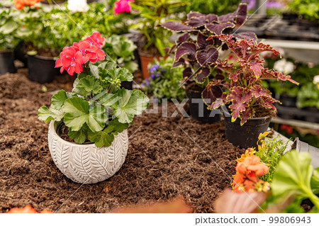 Red geranium flower i 99806943