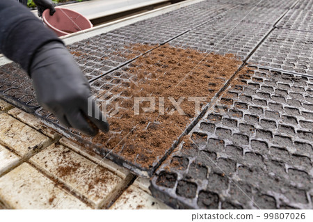 Worker putting seedling soil Worker putting seedling soil 99807026