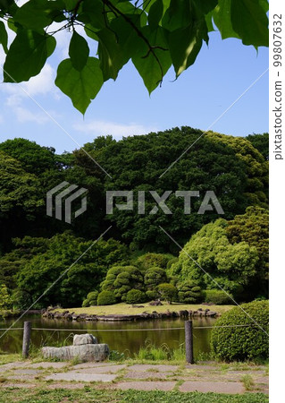 小石川植物園 koishikawa 植物園 koishikawa 日本公園花園日本園林植物樹池塘綠色自然 小石川植物園 koishikawa 植物園 koishikawa 日本公園花園日本園林植物樹池塘綠色自然 99807632
