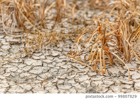 Cracked earth 99807829
