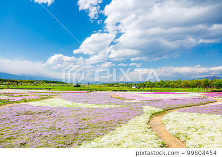 Shinshu Sky Park in spring with Shibazakura 99808454