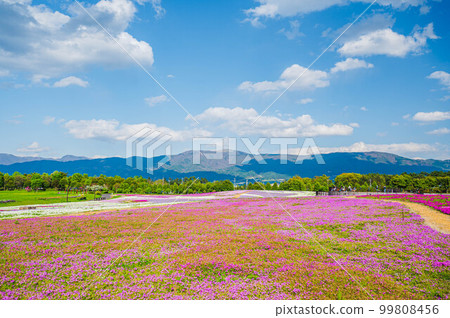 Scenery with pink moss cherry blossoms 99808456
