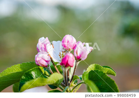 cute apple blossom in spring 99808459