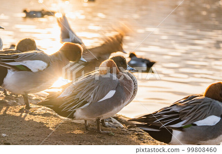Scenery with the setting sun and a duck 99808460