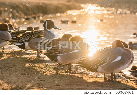 美麗的水面和反射夕陽的鴨子 美麗的水面和反射夕陽的鴨子 99808461