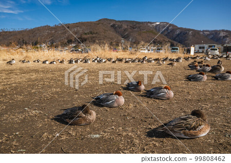 許多鴨子在陸地上休息 99808462