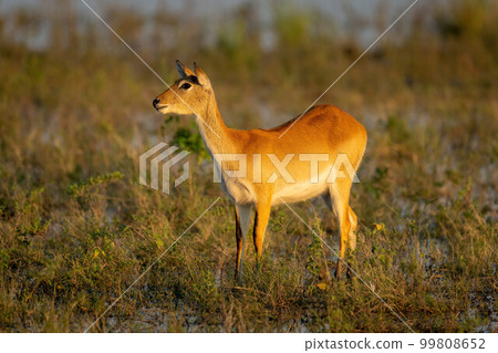 Female red lechwe stands staring in floodplain 99808652