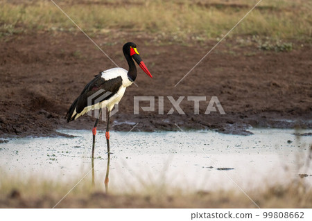 Female saddle-billed stork waiting in stagnant waterhole 99808662