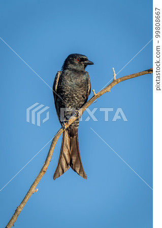 Fork-tailed drongo with catchlight perches watching camera Fork-tailed drongo with catchlight perches watching camera 99808667