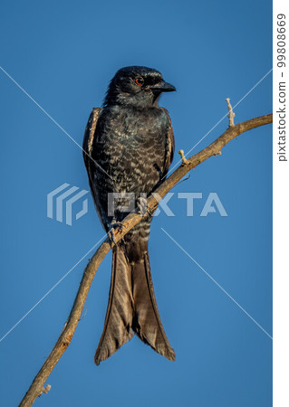Fork-tailed drongo with catchlight perching on branch Fork-tailed drongo with catchlight perching on branch 99808669