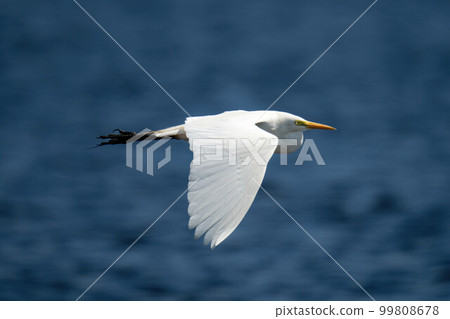 Great egret flies in sunshine over river 99808678