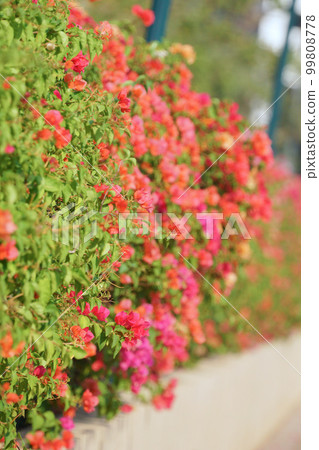 bougainvillea, park, flower bed, garden, gardening 99808778