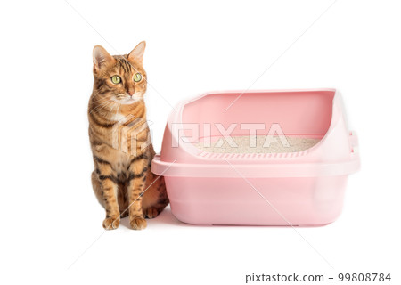 A Bengal cat sits next to a plastic toilet with bentonite filling. 99808784