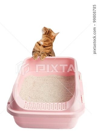 A Bengal cat sits next to a plastic toilet with bentonite filling. 99808785