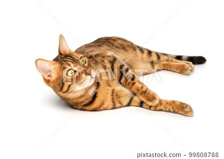 Bengal domestic cat in full length lies on a white background. Bengal domestic cat in full length lies on a white background. 99808788