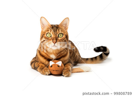 Bengal domestic cat playing with a plush mouse on a white background Bengal domestic cat playing with a plush mouse on a white background 99808789