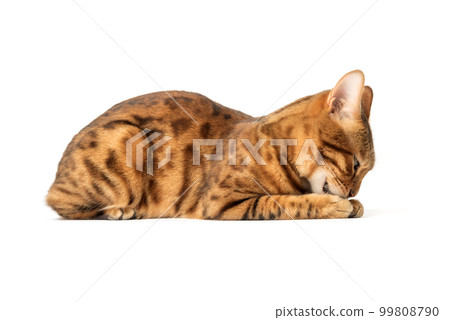 Brown tabby cat washes his face on a white background. Brown tabby cat washes his face on a white background. 99808790