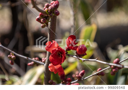 Red round quince flower 99809348