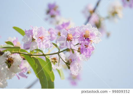 Banaba, Lagerstroemia speciosa in BKK Banaba, Lagerstroemia speciosa in BKK 99809352
