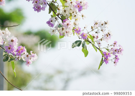 Banaba, crape myrtle, large flower crape myrtle 99809353