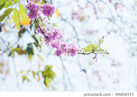 Cherry blossoms in Thailand, Banaba, Olana sparrow (Banaba, Lagerstroemia speciosa) Cherry blossoms in Thailand, Banaba, Olana sparrow (Banaba, Lagerstroemia speciosa) 99809355
