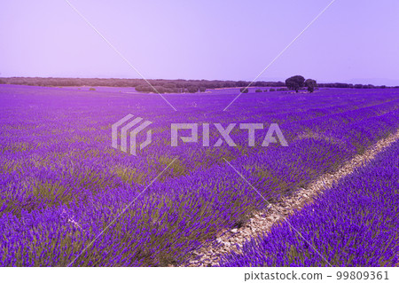 Purple expanse 99809361