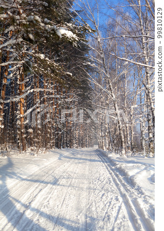 Winter road in a snowy forest, tall trees along the road. 99810129