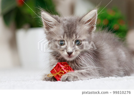 A fluffy gray kitten plays with a gift box on a gray background at home. Toys and goods for animals, pet shop. 99810276