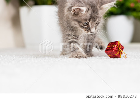 A fluffy gray kitten plays with a gift box on a gray background at home. Toys and goods for animals, pet shop. 99810278