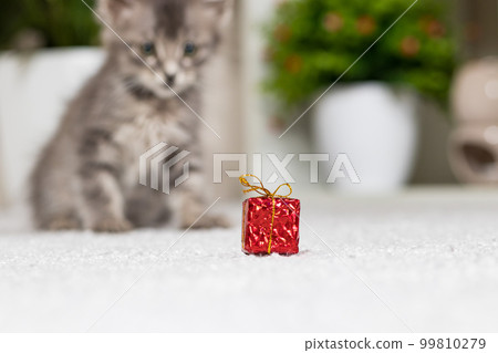 A gray kitten and a birthday present, a cat is hunting for a toy. 99810279