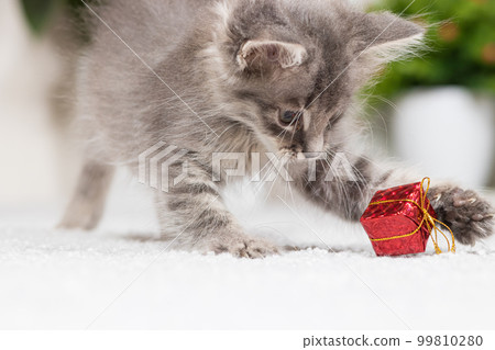 A fluffy gray kitten plays with a gift box on a gray background at home. Toys and goods for animals, pet shop. 99810280
