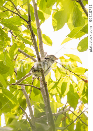 A picture of a warbler found in the Kushiro Marsh A picture of a warbler found in the Kushiro Marsh 99810751