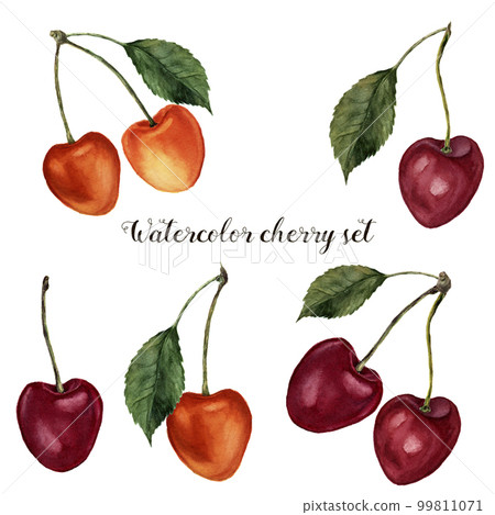 Watercolor cherry set. Hand painted food illustration with berries and leaves isolated on white background. Botanical illustration for design, fabric or print. 99811071