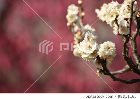 White plum blossoms against a background of red plum blossoms White plum blossoms against a background of red plum blossoms 99811163
