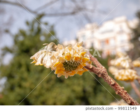 Edgeworthia chrysantha or Oriental paperbush or mitsumata flowers 99811549