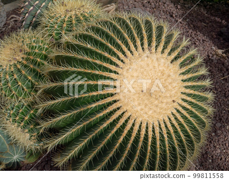 Echinocactus grusonii mature plant in cluster form 99811558