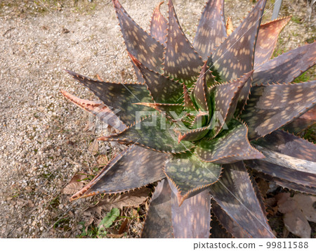 Aloe maculata, aloe saponaria, soap aloe or zebra aloe Aloe maculata, aloe saponaria, soap aloe or zebra aloe 99811588
